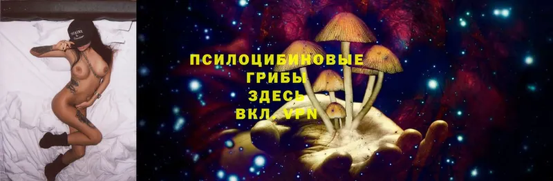 MEGA маркетплейс  купить закладку  Асино  Галлюциногенные грибы Psilocybe 